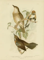 Cinclosome cannelle ou Grive de cannelle, 1891